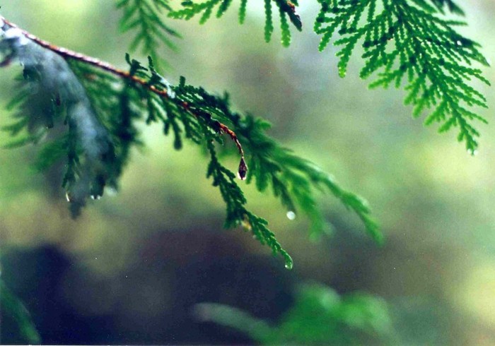 A Single Drop Of Rain - Wallpeare