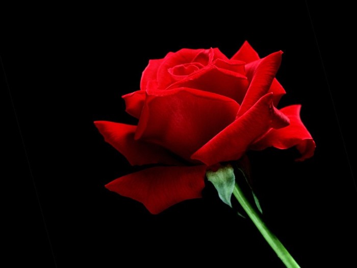 A Single Red Rose - Wallpeare