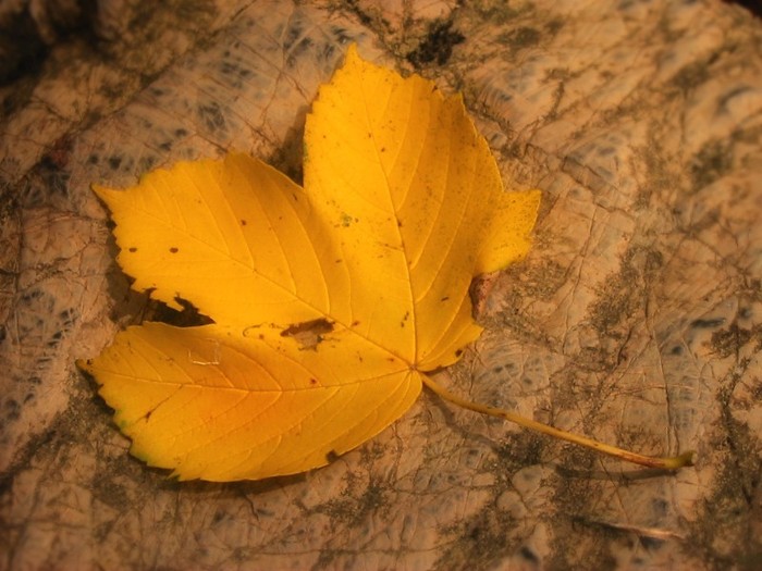 Autumn Leaf - Wallpeare