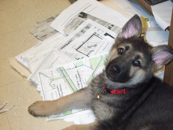 Dog to Work Day - Wallpeare