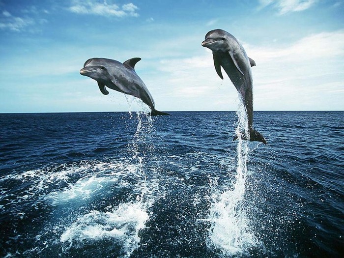 Dolphins