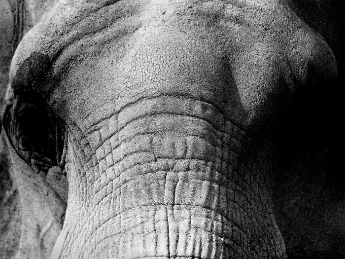 Elephant Eyes - Wallpeare