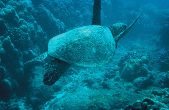 Green Sea Turtle - Wallpeare