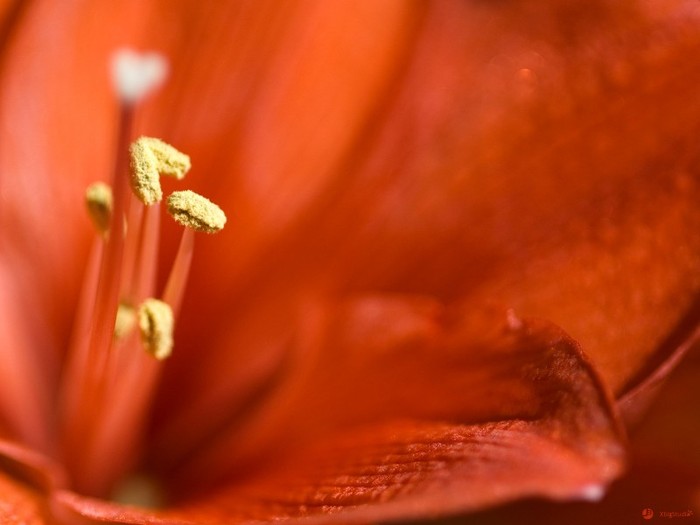 Red Flower - Wallpeare