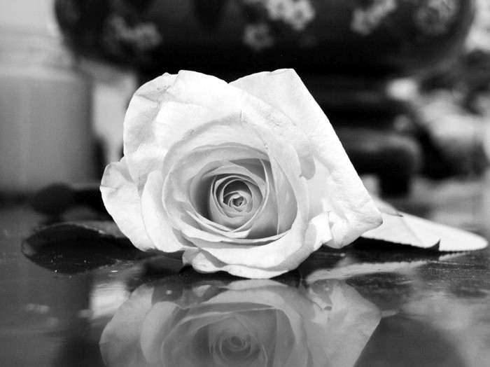 Roses Black and White