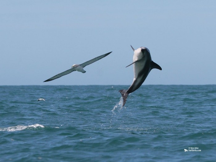 Surfbirds