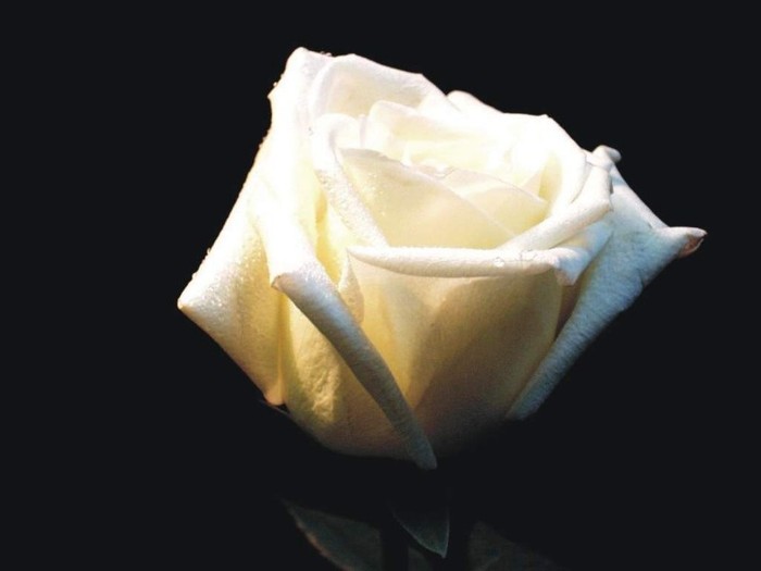 White Rose - Wallpeare