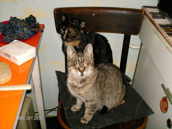 scaunul de la masa - pisicile familiei