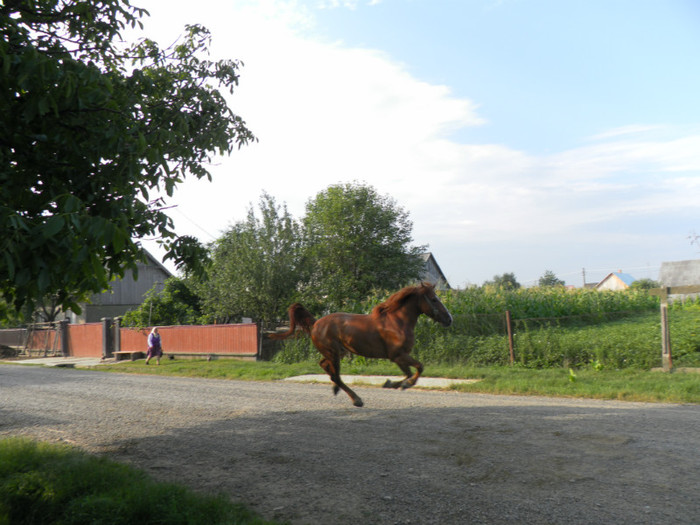 SAM_0703 - la Radauti Bucovina