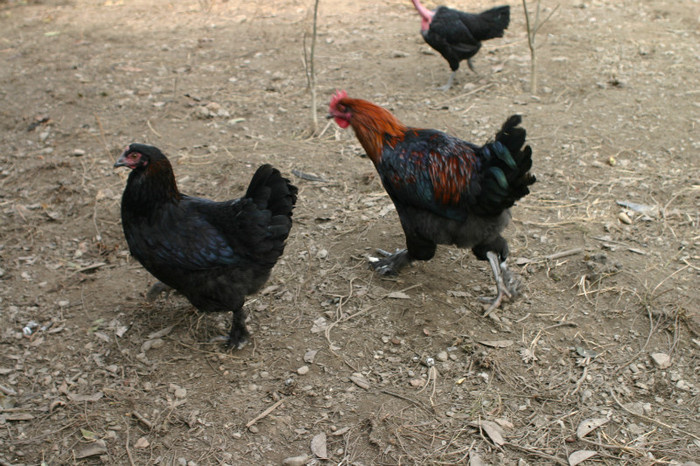 IMG_4314 - Marans