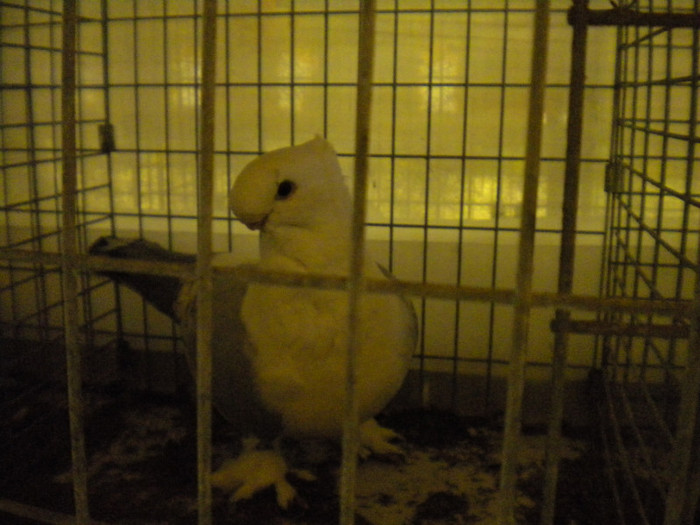 Picture 030 - Expo Aschersleben Germania Oct 2011