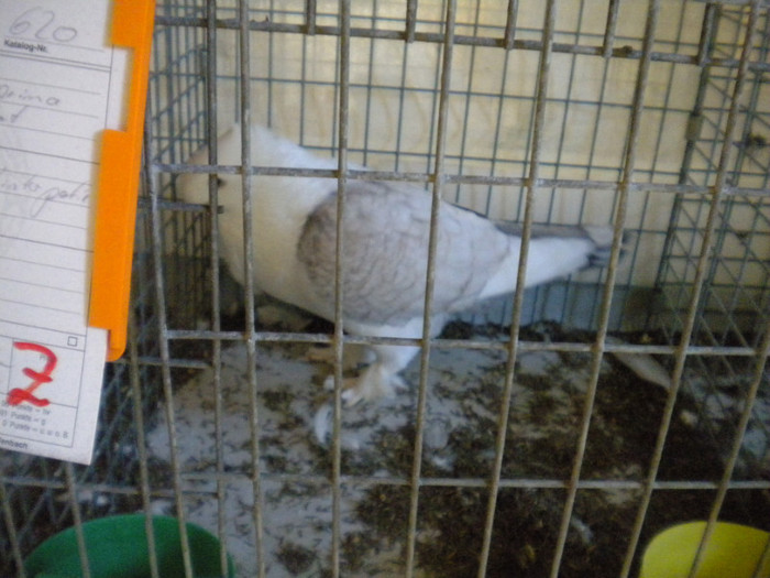 Picture 036 - Expo Aschersleben Germania Oct 2011