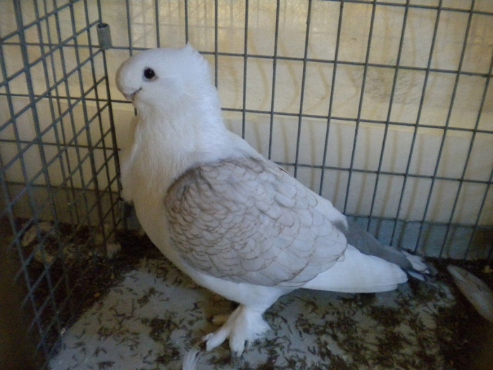 Picture 037 - Expo Aschersleben Germania Oct 2011