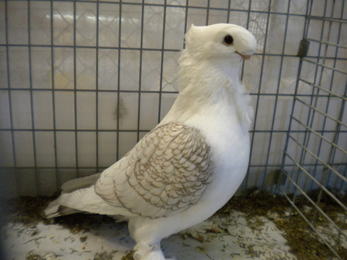 Picture 038 - Expo Aschersleben Germania Oct 2011