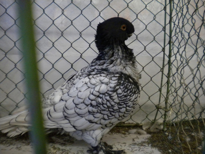 Picture 039 - Expo Aschersleben Germania Oct 2011