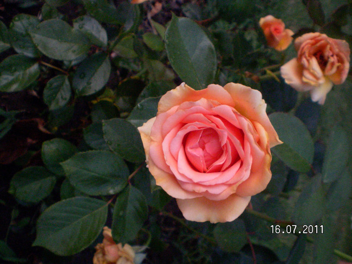 ASHRAM - Gradina de trandafiri 2011