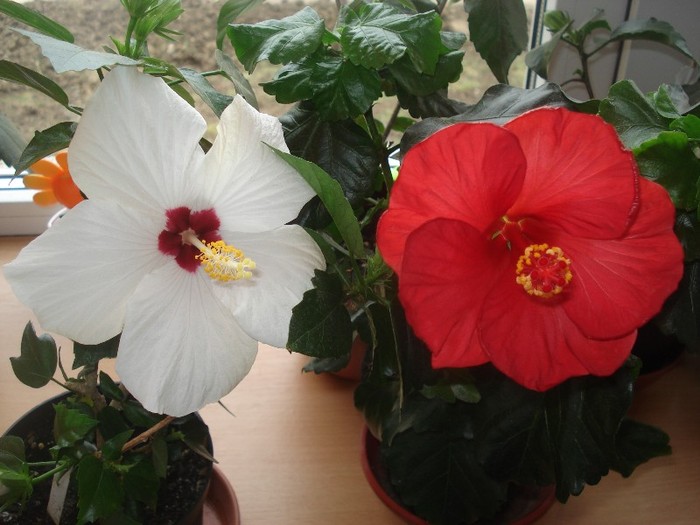  - hibiscusi
