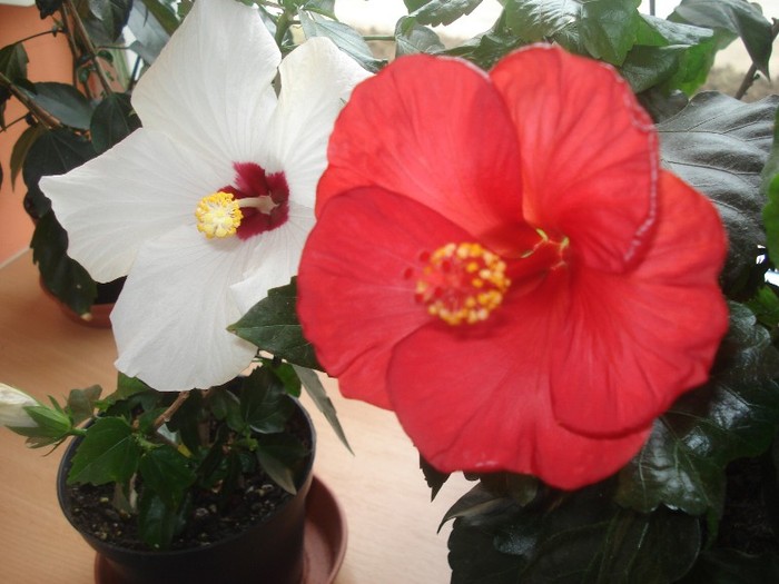  - hibiscusi