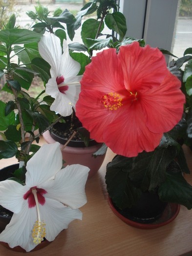  - hibiscusi