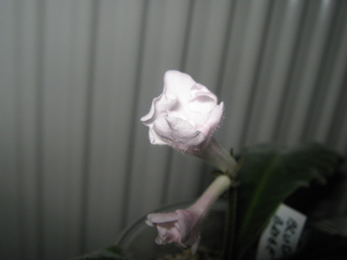  - streptocarpus Blushing Bride    Dibleys