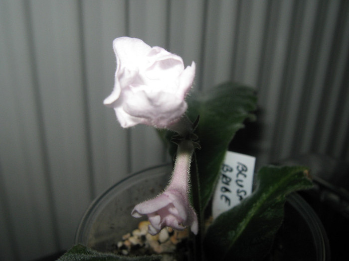  - streptocarpus Blushing Bride    Dibleys