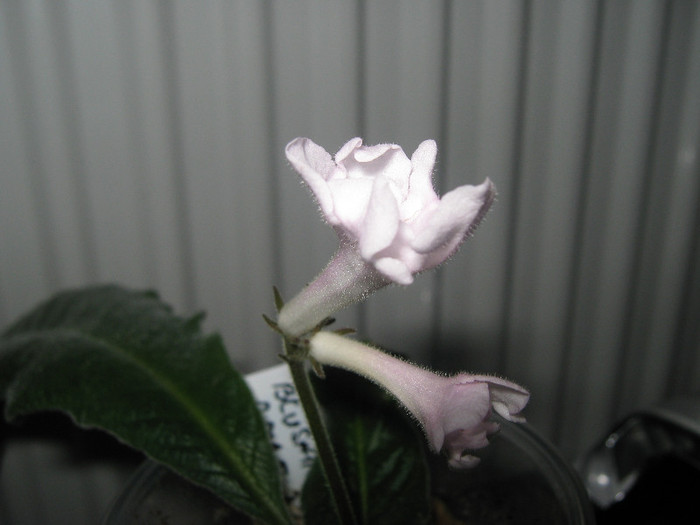  - streptocarpus Blushing Bride    Dibleys