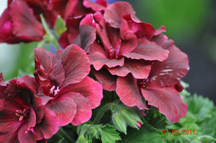 DSC_0116 - flori-fleurs-bloemen