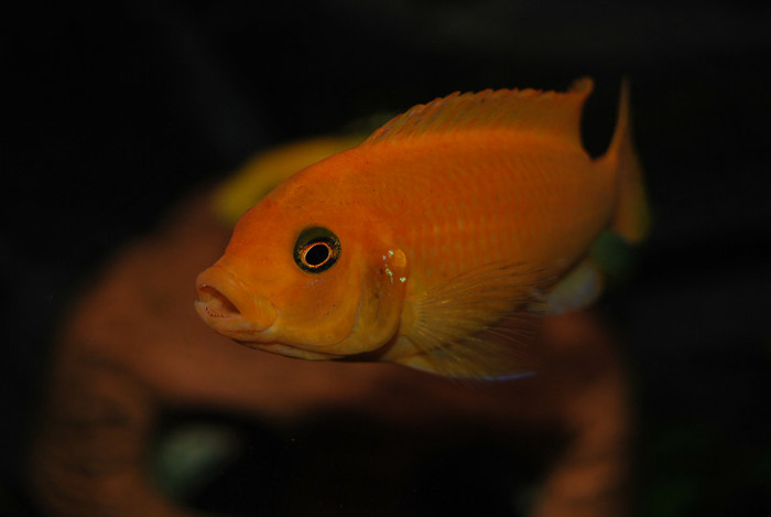 Maylandia estherae