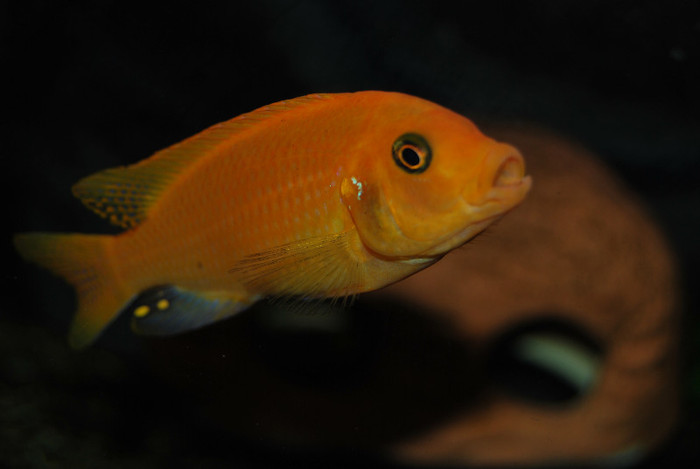 Maylandia estherae