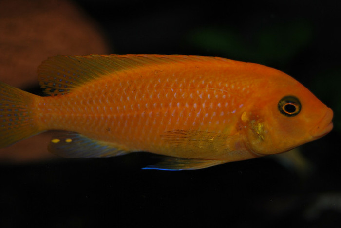Maylandia estherae