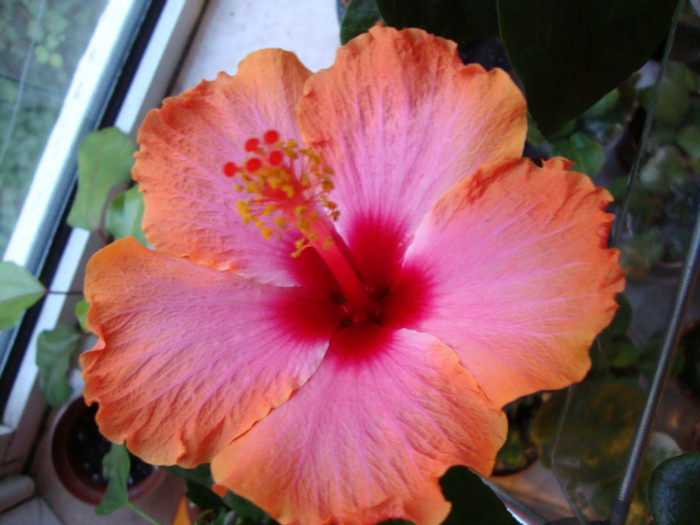 DSC03559 - 0 hibiscus
