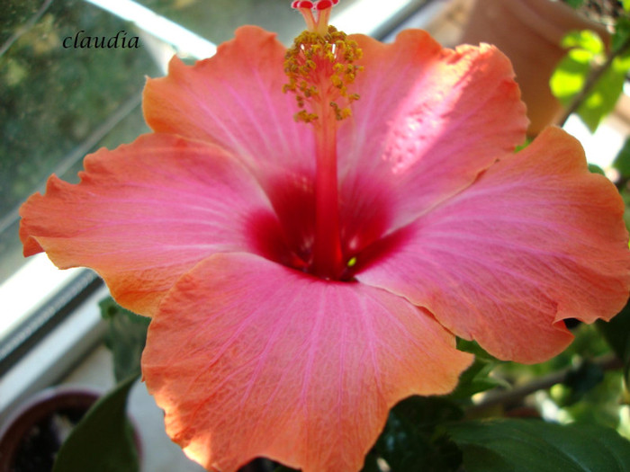 DSC03606 - 0 hibiscus