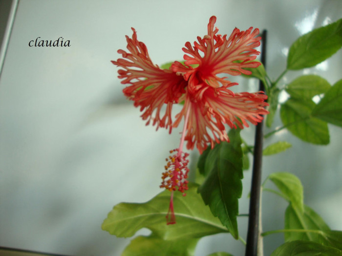 schizopetalus - 0 hibiscus