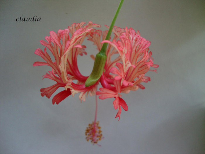 schizopetalus