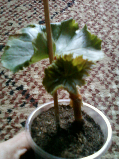 my pictures- 25 octombrie 2011 026; begonia roz-batut

