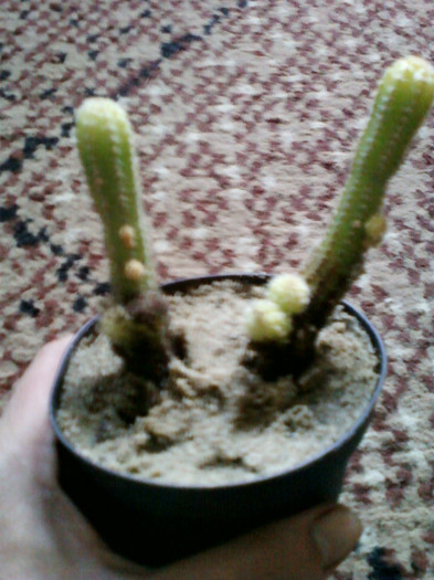 my pictures- 25 octombrie 2011 027; cactusi-nu stiu denumirea...
