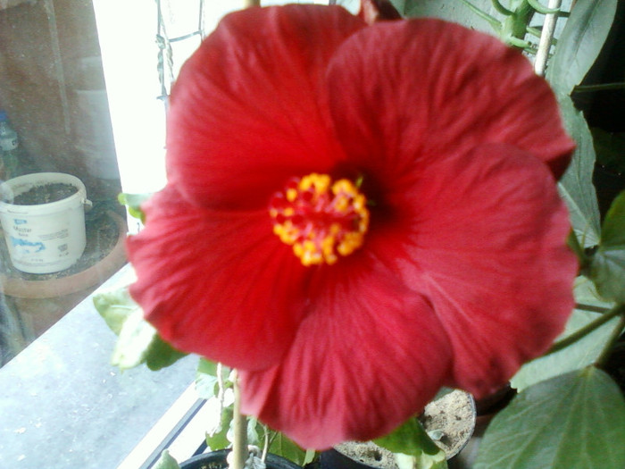 my pictures- 25 octombrie 2011 001 - hibiscus