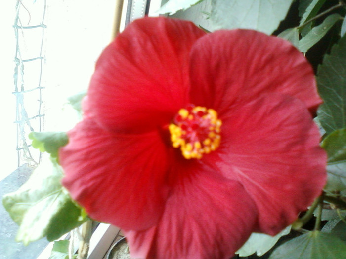 my pictures- 25 octombrie 2011 004; rosu simplu-de la mama
