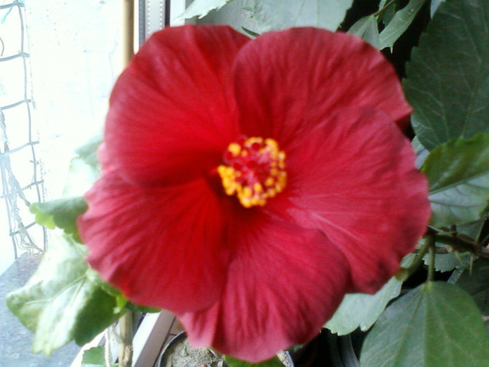 my pictures- 25 octombrie 2011 005