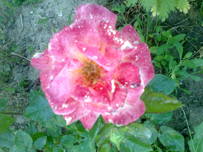 Fotografie1276 - trandafiri de gradina-butasi de vanzare
