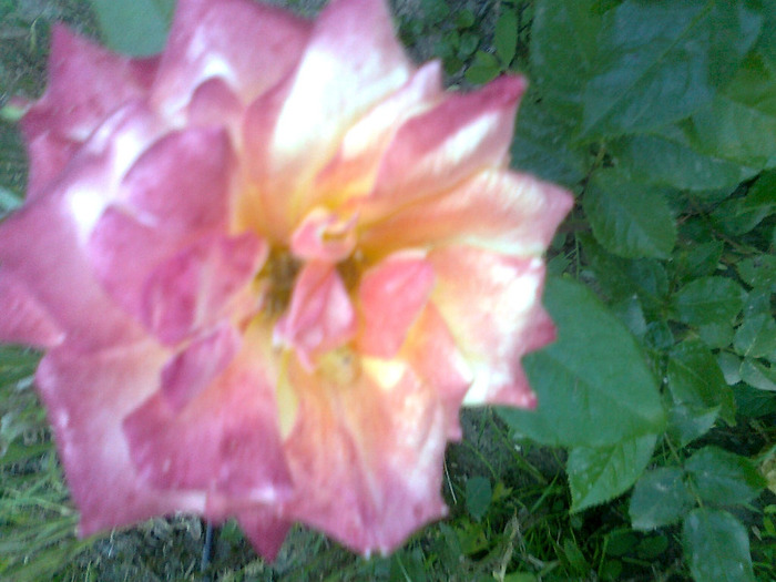 Fotografie1277 - trandafiri de gradina-butasi de vanzare