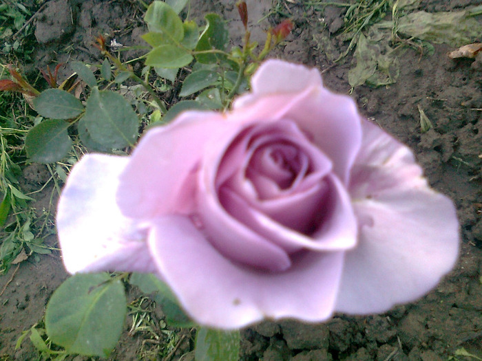 Fotografie1282 - trandafiri de gradina-butasi de vanzare