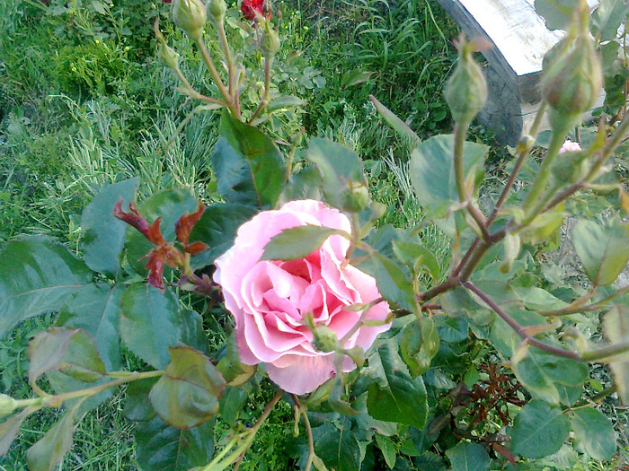 Fotografie1284 - trandafiri de gradina-butasi de vanzare