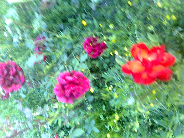 Fotografie1285 - trandafiri de gradina-butasi de vanzare