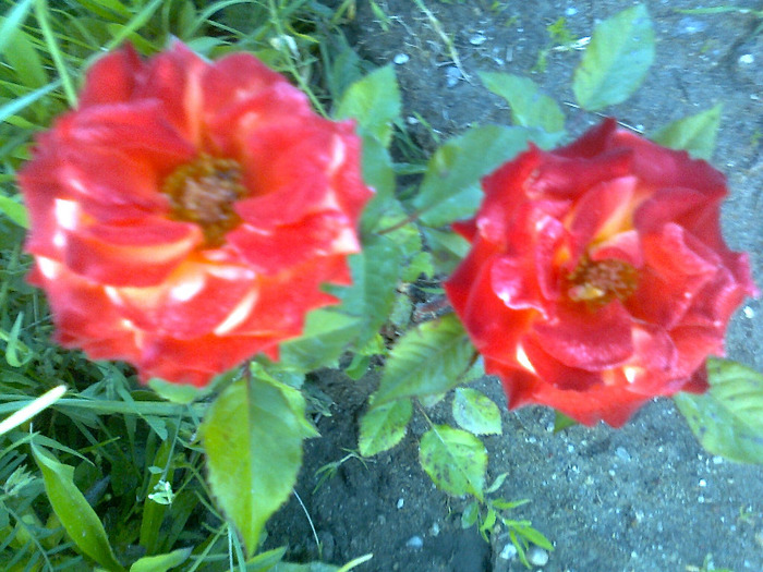 Fotografie1297 - trandafiri de gradina-butasi de vanzare