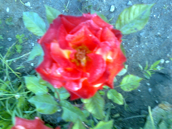 Fotografie1298 - trandafiri de gradina-butasi de vanzare
