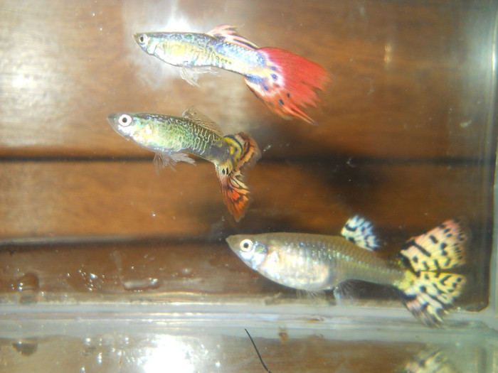 octombrie 2011 121 - guppy crescatorie