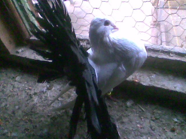 Image012 - Porumbei curcani