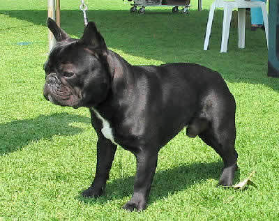 Bulldog-francez