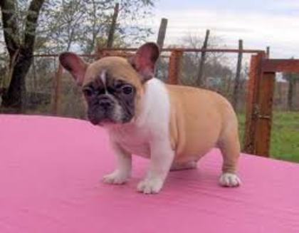 images (25) - Bulldog francez